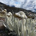 Senecio cocuyanus