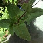 Rumex roseus Hoja