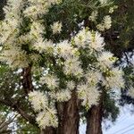 Melaleuca linariifolia Virág