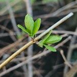 Lonicera caerulea Φύλλο