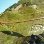 Potamogeton polygonifolius Outro