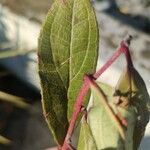 Cornus racemosa برگ