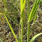 Phleum pratense Kéreg