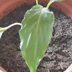 Spathiphyllum floribundum Lapas