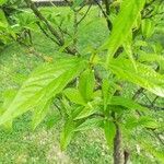 Clinacanthus nutans Leaf