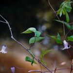 Clematis crispa Elinympäristö