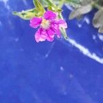 Cuphea hookeriana फूल