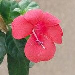 Barleria repens Fleur