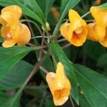 Impatiens auricoma Blomst