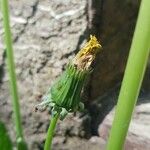 Taraxacum cucullatiforme 花