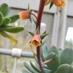 Echeveria bicolor 花