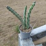 Cereus spegazzinii Leaf