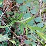 Polygala vulgaris Feuille