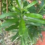 Convolvulus floridus Leaf