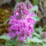 Pedicularis verticillata Floare