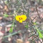 Dillwynia floribunda Květ