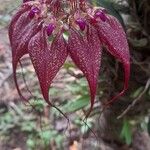 Bulbophyllum rothschildianum