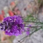 Linaria purpurea Květ