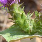 Liatris squarrosa Elinympäristö