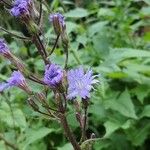 Lactuca alpina Flower