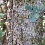 Azara microphylla Rinde