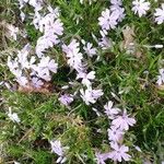 Phlox subulata Fleur