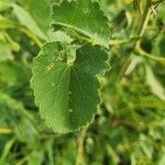 Abutilon hirtum Fuelha