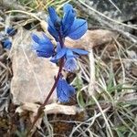 Polygala calcarea Kvet