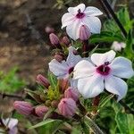 Otomeria oculata Flor