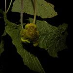 Dorstenia contrajerva Fruit