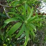 Euphorbia aprica Лист