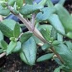 Thymus vulgaris Bark