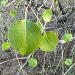 Pyrus bourgaeana Leaf