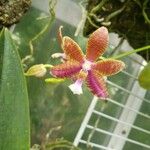 Phalaenopsis lueddemanniana