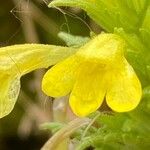 Parentucellia viscosa Λουλούδι