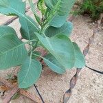 Nicotiana glauca Frucht