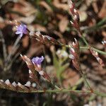 Limonium legrandii Drugo