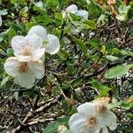 Eucryphia cordifolia Fiore