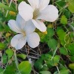 Barleria robertsoniae Kvet