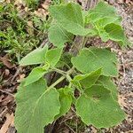 Physalis heterophylla Foglia