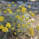 Helichrysum italicumFlor