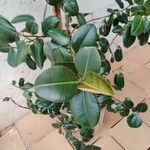 Ficus elastica Folla