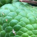 Aeonium tabulaeforme Συνήθη χαρακτηριστικά