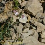 Erodium daucoides Bark