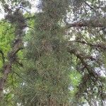 Pinus rigida आदत