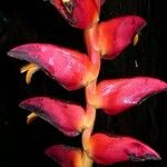 Heliconia pogonantha പുഷ്പം
