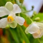 Cardiospermum grandiflorum Flower