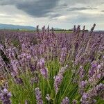 Lavandula angustifoliaVekstform