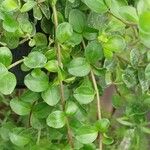 Peperomia rotundifolia Hábito