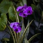 Dendrobium bigibbum 花